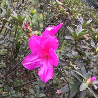 violet_aloha