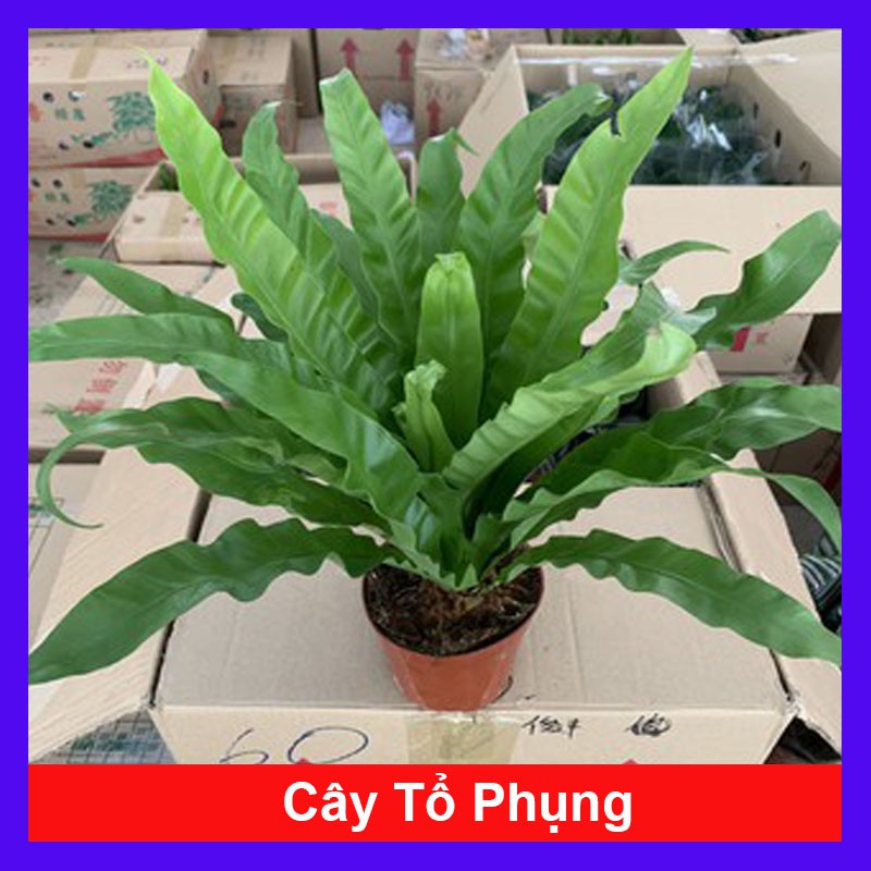 Cây Tổ Phụng - Cây cảnh để bàn