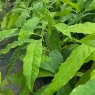 CÂY GIỐNG VÚ SỮA HOÀNG KIM - VÚ SỮA VÀNG VỎ MỎNG THỊT DÀY THƠM ( ảnh thật hình cuối) .