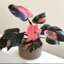 Cây Công Chúa Hồng - Philodendron pink princess - Cây nhỏ,thuần,khoẻ,var mạnh - cây cảnh để bàn