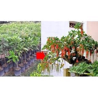 Cây giống lộc vừng phát tài, phát lộc cho gia chủ .