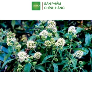 Cây dạ cẩm thượng hạng JINDO 1kg