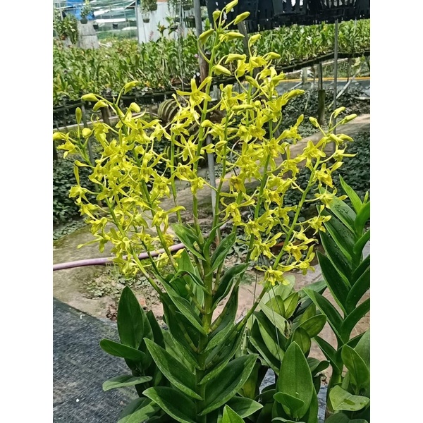 Lan dendro nắng rồng xanh cây trưởng thành | Shopee Việt Nam