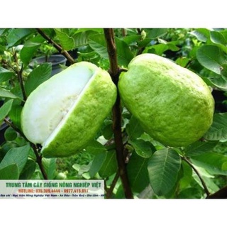 Ổi Đài Loan Cây Ghép Chuẩn .