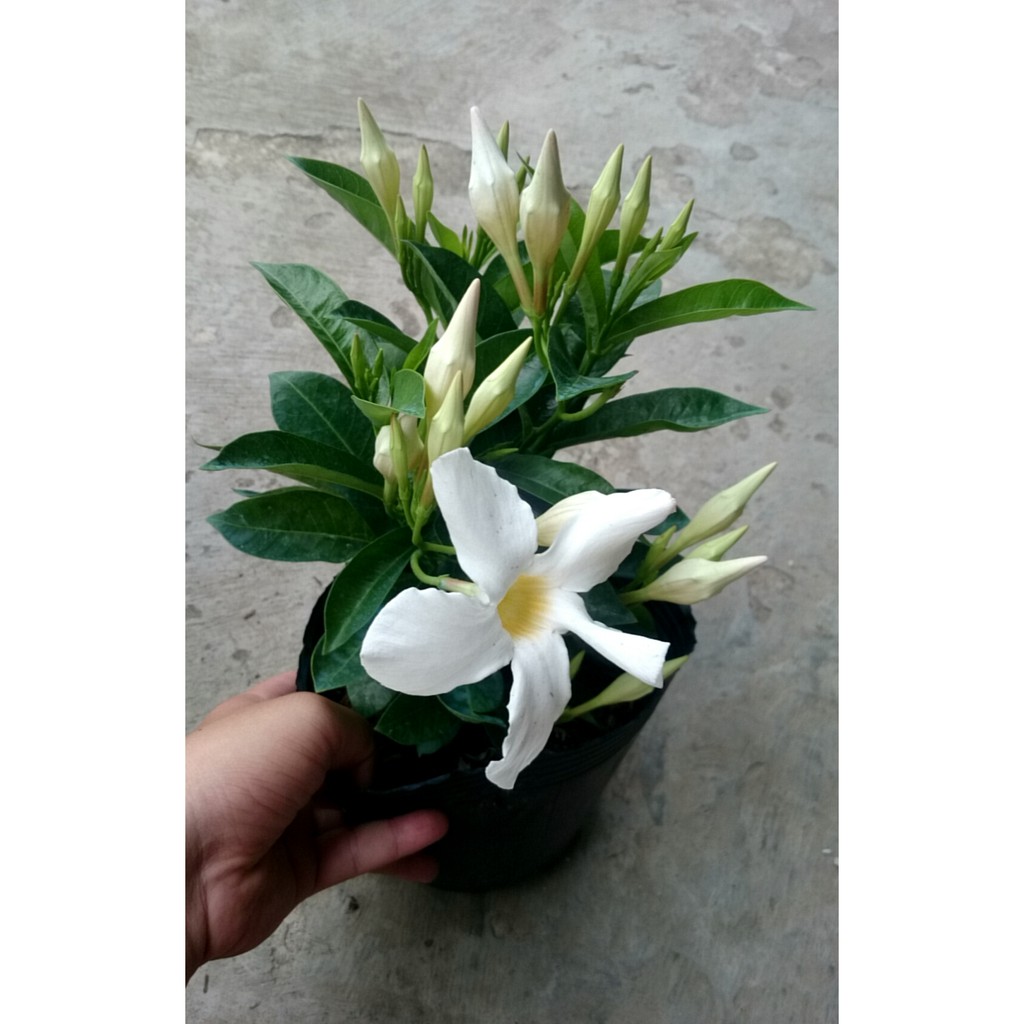 Cây Tuyết Anh (thân leo) huỳnh anh trắng - cây cảnh sân vườn