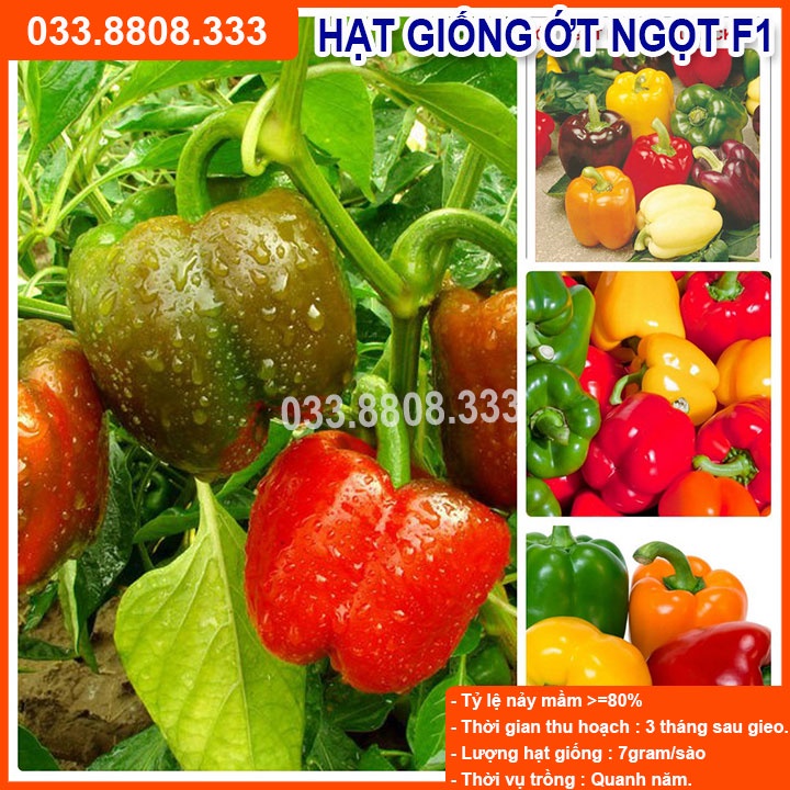 Hạt Giống Ớt Chuông ( Ớt ngọt ) - Quả To Tròn Nhiều Màu | Shopee Việt Nam