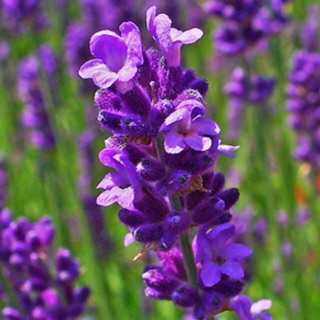 lavender_oaihuong