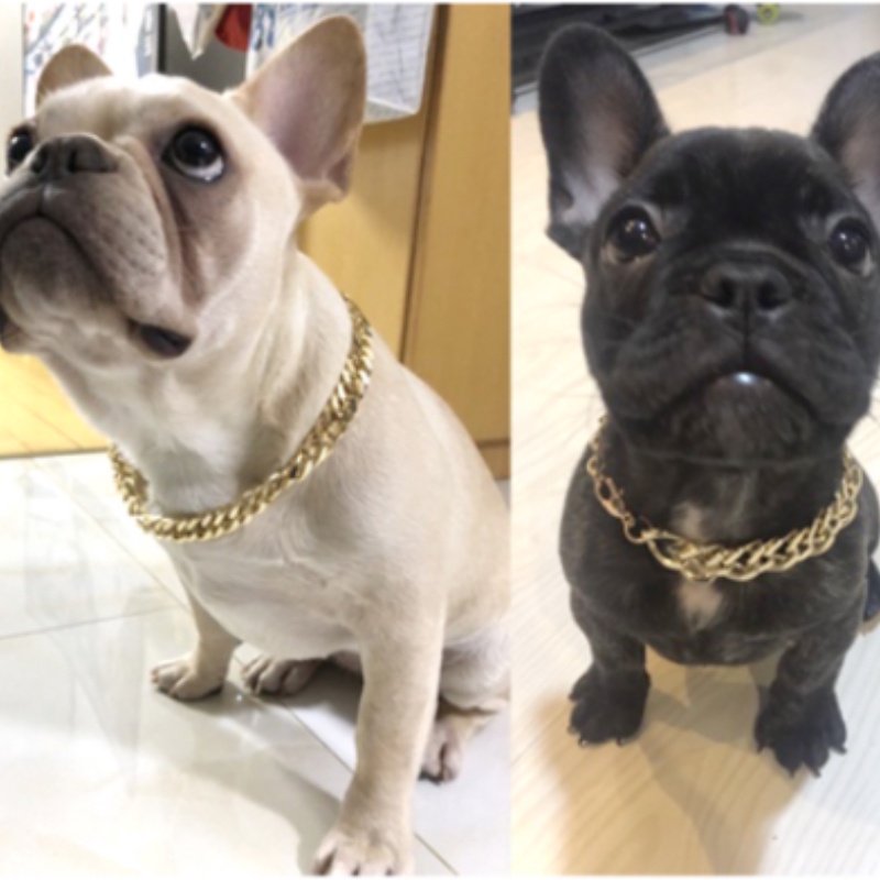 ⭐Hot!⭐Vòng Cổ Nhựa Mạ Vàng Dày Có Thể Điều Chỉnh Dùng Huấn Luyện Chó Bull Cỡ Vừa Và Lớn