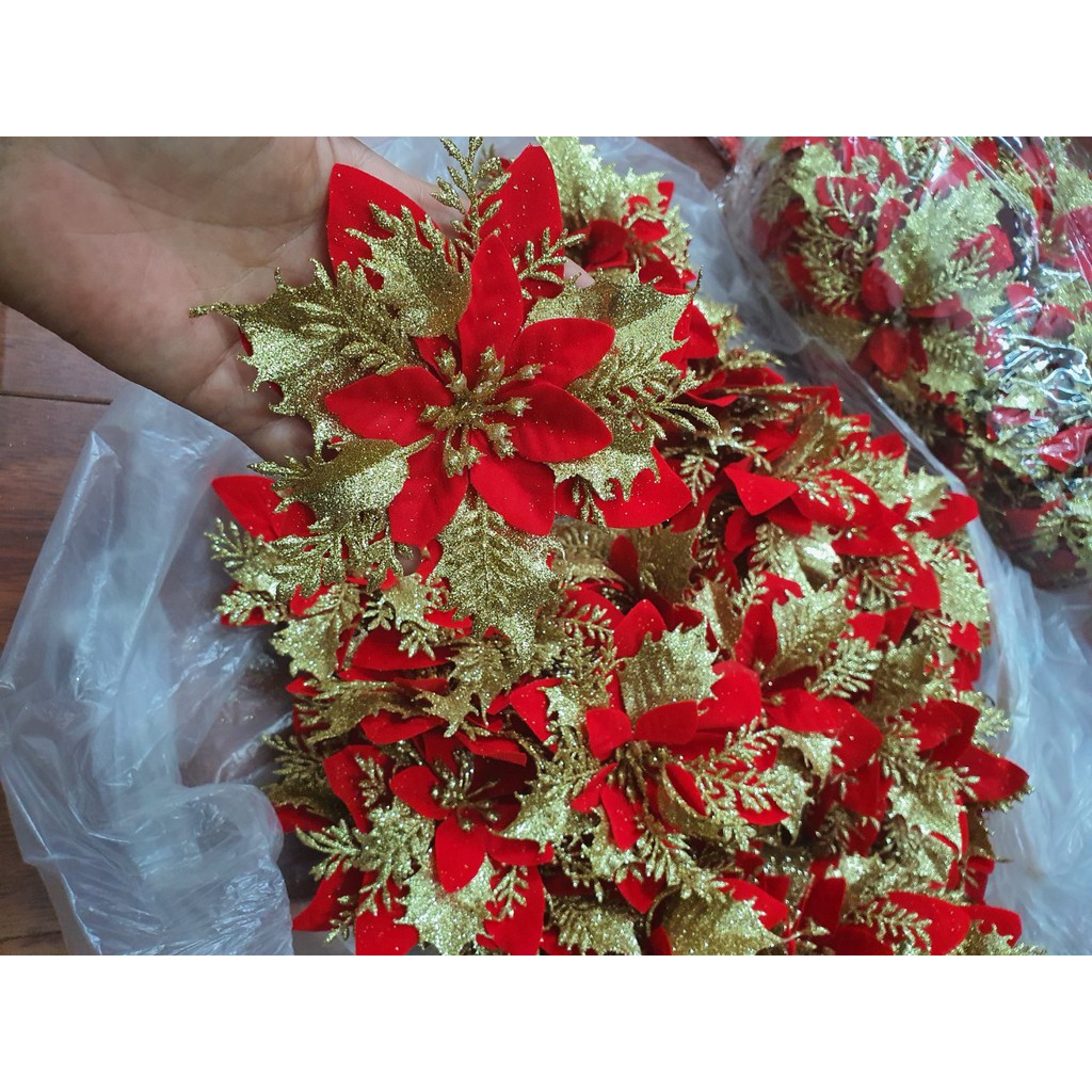 Hoa trạng nguyên trang trí oẳn, hoa noel | Shopee Việt Nam