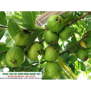 Cây Giống Ổi Tứ Quý, Quanh Năm Ra Quả .