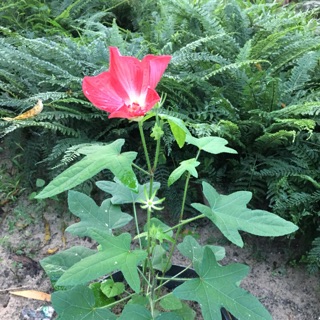 minhbui30
