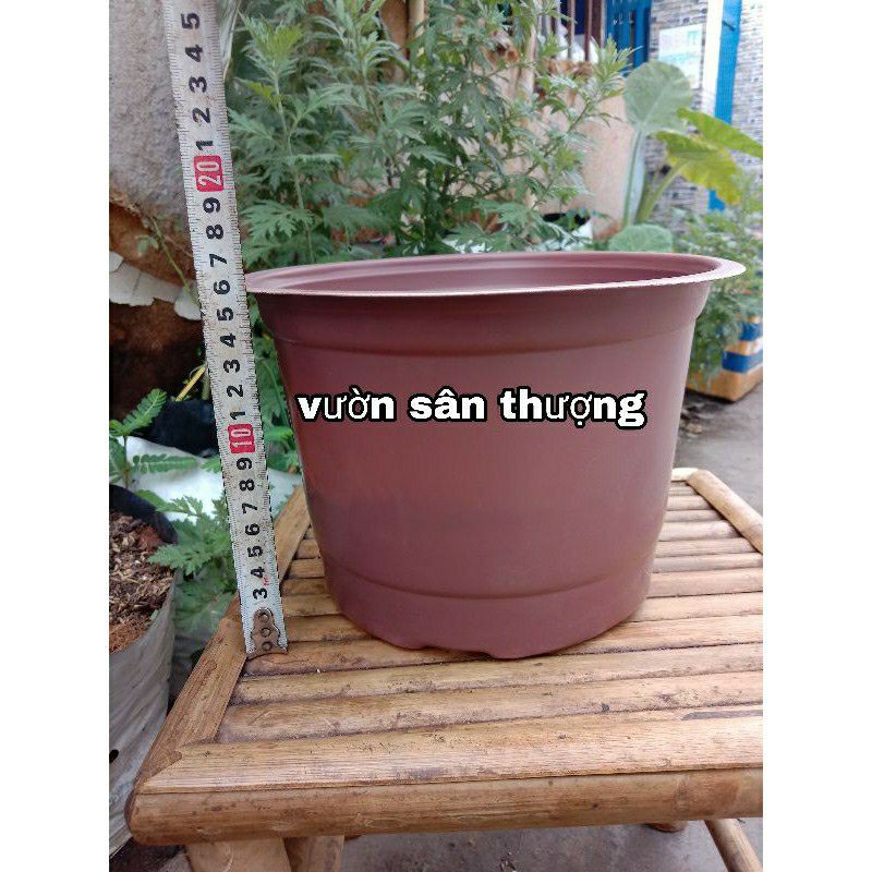 Set 10 Chậu 230x160 mm Thịnh khang, Siêu bền Tái sử Dụng Trên 5 Lần, Sử dụng Trồng Hoa, Ươm Cây, Làm Chậu để Bàn,..
