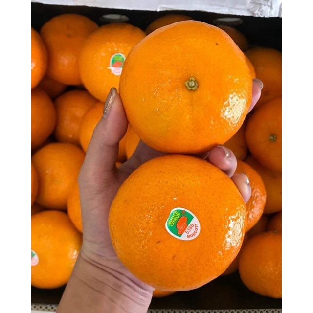 [ GIAO HỎA TỐC HCM ] [ JENNY FRUIT ] Set 1 kg Quýt Úc ngon ngọt