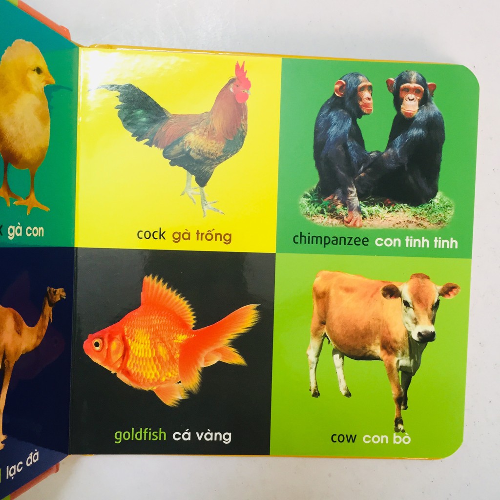 Ảnh Sách – 101 First Words 101 Từ Đầu Tiên: Thực vật - Giao thông - Bảng chữ cái - Hình dạng màu sắc - Đồ dùng thân thiết 2