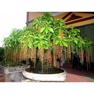 Cây giống lộc vừng phát tài, phát lộc cho gia chủ .