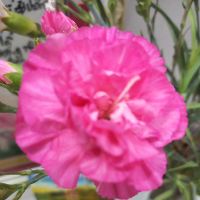 hoadieu501