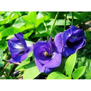 🌟HẠT GIỐNG HOA ĐẬU BIẾC🌟 DÙNG PHA TRÀ UỐNG CỰC TỐT CHO SỨC KHỎE GÓI 20 HẠT