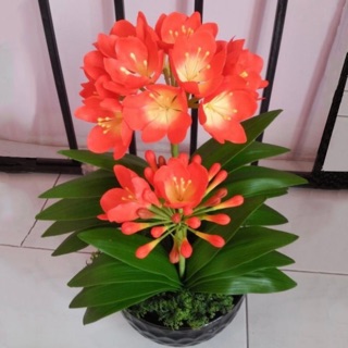 thuducdao