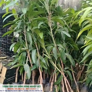 Cây Xoài Úc F1 Quả To Tròn (ảnh thật số 2) .