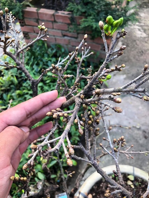 Hoa mai Vạn phúc siêu bông