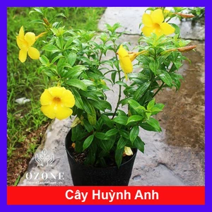Cây Huỳnh Anh - Cây cảnh sân vườn