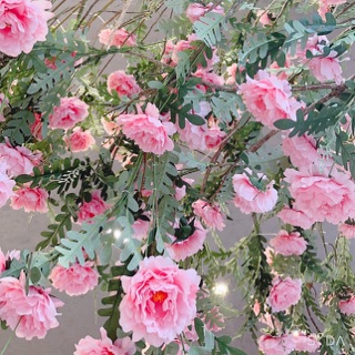 pham_huong955