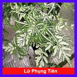 Cây lữ phụng tiên - Cây cảnh để bàn