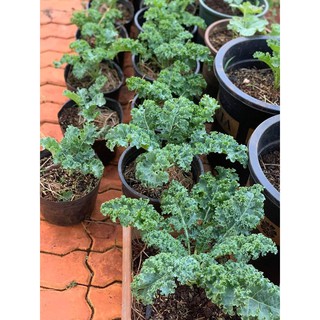 🌟Cải Xoăn Xanh Kale🌟 Giống Năng Xuất Cao Chống Chịu Sâu Bệnh 50 Hạt