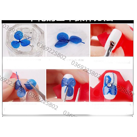 Set 12 mẫu HOA KHÔ NB cánh to trang trí móng