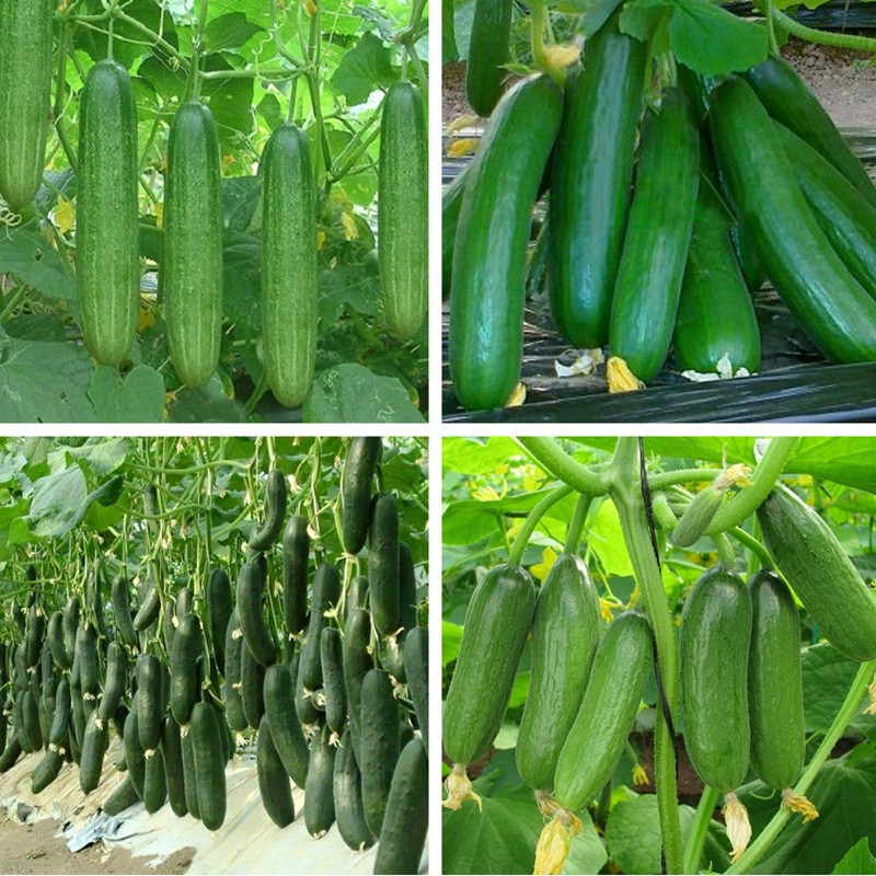 Hạt giống dưa chuột chùm F1