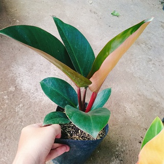 Combo 4 cây trầu bà đế vương ( đế vương nâu + đế vương vàng + đế vương đỏ + đế vương xanh )