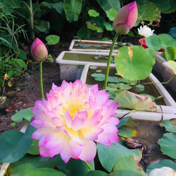 50 Hạt sen nhật mini đủ 10 màu khác nhau