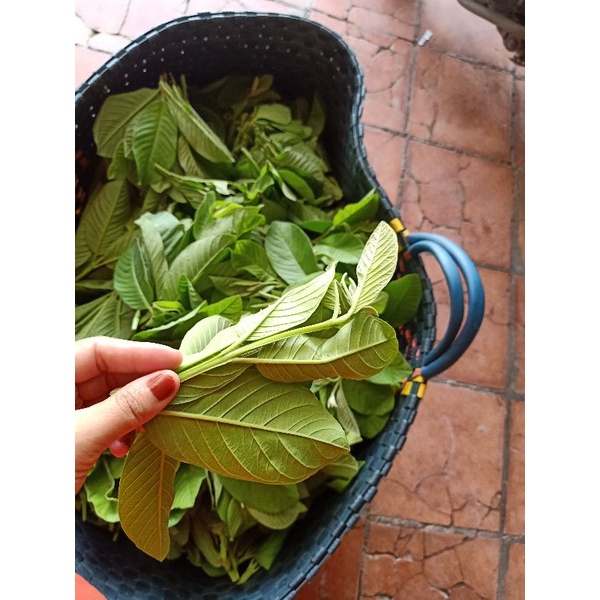 500gr đọt ổi non phơi khô cắt 1-2cm