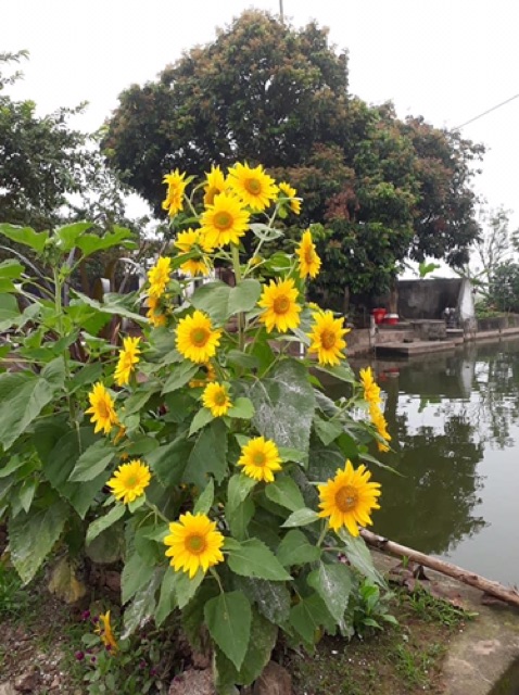 { 💞 GÓI LỚN 200 HẠT } GIỐNG HOA HƯỚNG DƯƠNG THÁP SIÊU NHIỀU HOA