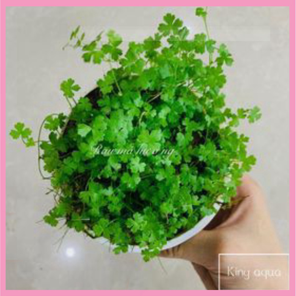 Cây thủy sinh Rau má hương | Shopee Việt Nam