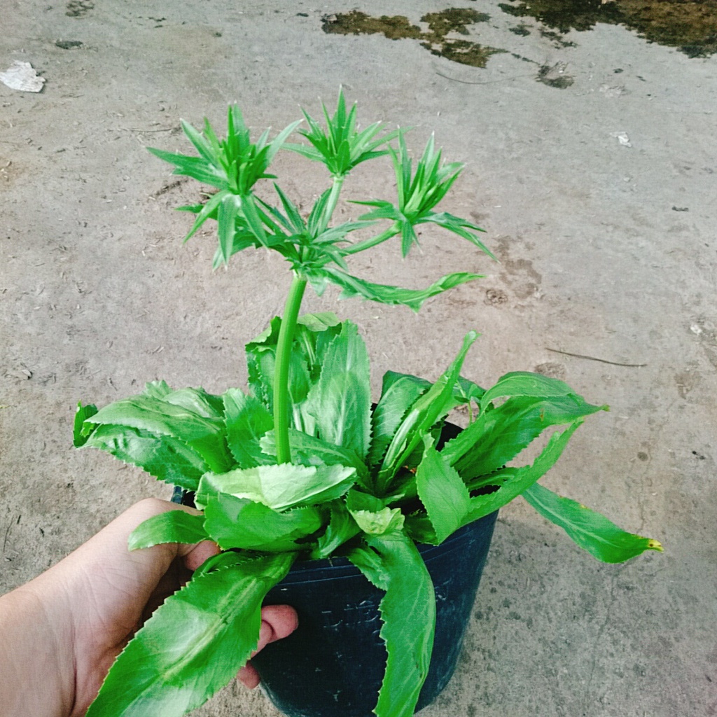 Chậu Cây Rau Ngò Gai ( Cây Mùi Tàu ) 100% rau sạch nhà vườn