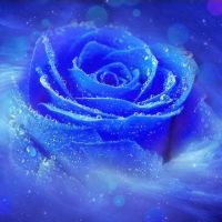rose0403