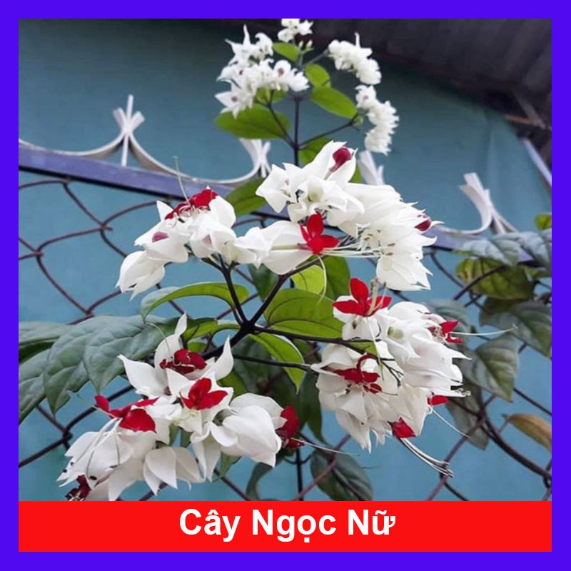 Cây Ngọc Nữ - Cây cảnh sân vườn