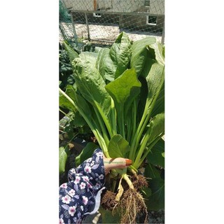 🍀HẠT GIỐNG RAU CẢI NGỌT CAO SẢN🍀 NĂNG XUẤT CAO SINH TRƯỞNG KHỎE CHỐNG CHỊU SÂU BỆNH