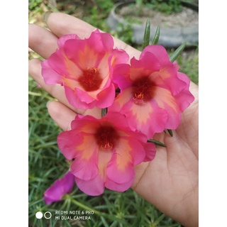 1 Ký Cành Giống Hoa Mười Giờ MỸ ĐƠN Màu Tím Hoa To Nở Cả Ngày  MiMa market