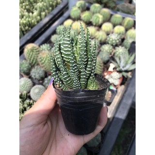 xương rồng búp ( móng rồng)