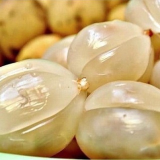 Cây bòn bon (dâu da đất ) ghép cành cao 40-70 cm 1 năm ra quả .