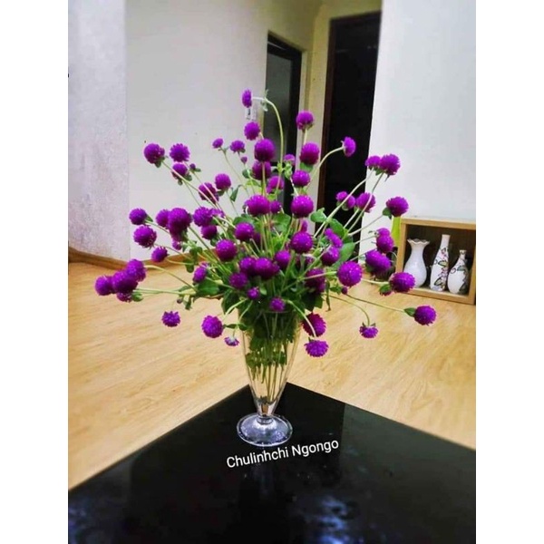 200 hạt giống hoa cúc bách nhật tím đậm ❤️Siêu Xinh❤️ nảy mầm cực đỉnh