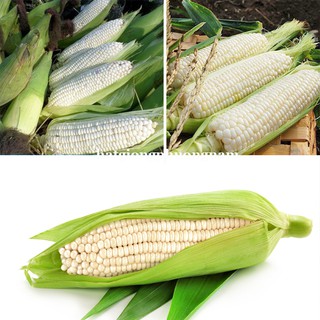 20 Gr - Hạt Giống Bắp Nếp Nù Phương Nam