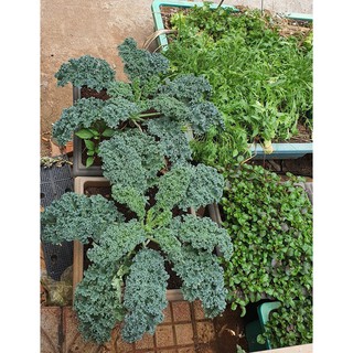 🌟Cải Xoăn Xanh Kale🌟 Giống Năng Xuất Cao Chống Chịu Sâu Bệnh 50 Hạt