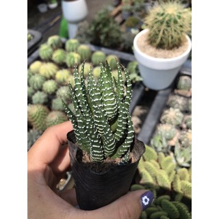 xương rồng búp ( móng rồng)