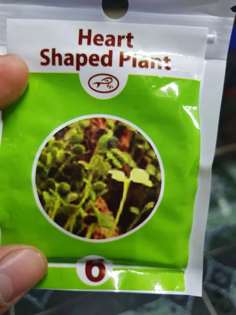 HẠT GIỐNG THỦY SINH SỐ 6 CỎ TRÁI TIM 10G
