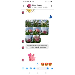 PHÂN BÓN HOA HỒNG - DỊCH CHUỐI ĐỖ - PHÂN BÓN SIÊU TỐT CHO HOA