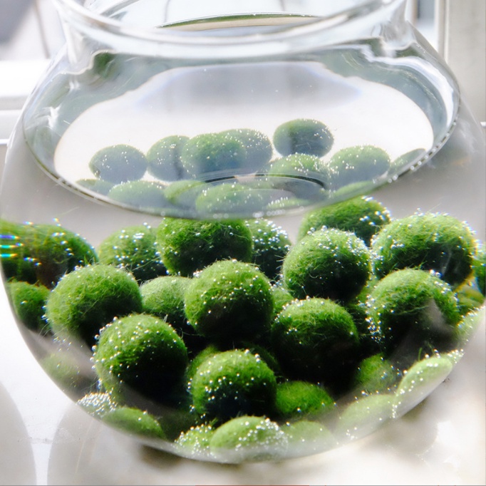 Marimo - Giá Tốt, Sale Tháng 07, Ship 0 Đồng | Shopee Việt Nam