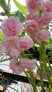🌹HẠT GIỐNG HOA MÓNG TAY KÉP🌹 DỄ TRỒNG HOA SIÊU BỀN